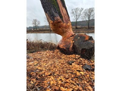 Holiday apartment Todte - Environment photo 30