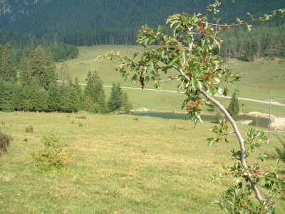 Holiday apartment Guesthouse in Wiesengrund Top 2 - Environment photo 19