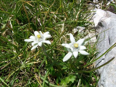 Holiday apartment Guesthouse in Wiesengrund Top 2 - Environment photo 21