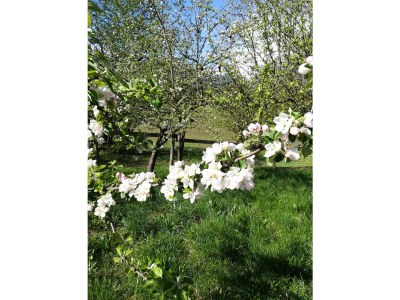 Holiday apartment Guesthouse in Wiesengrund Top 2 - Environment photo 27