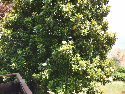 Holiday house Villa in Valdora mit Blick auf den Lago Maggiore - Outdoor photo 4