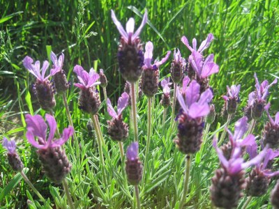 Holiday apartment Stadler - Environment photo 22