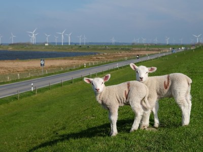 Holiday house "Ferienwarft 'Elisabeth'" - Environment photo 20