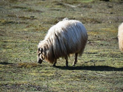 Holiday house Holiday Home in Elim near Slagharen Park - Environment photo 32