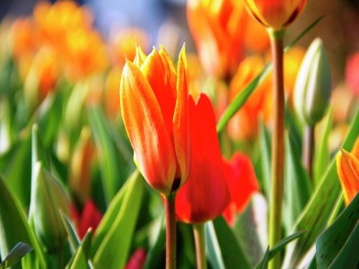 Holiday park Ferienhaus nahe Küste und Wald - Environment photo 26