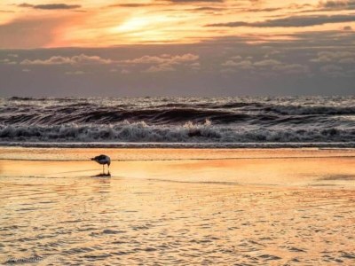 Holiday park Holiday Home near Dutch Coast & Forest - Environment photo 20