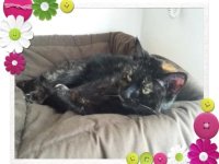 Anna-Elisabeth Krainer