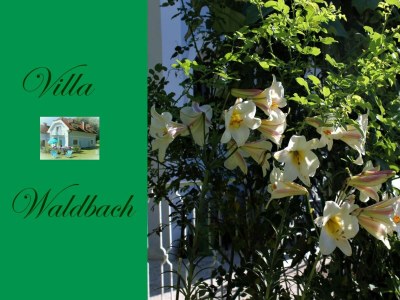 Holiday apartment Krainer - Document photo 31