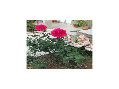 Apartment Apartments Villa Sarajevo - Two Bedroom Apartment with Terrace and Balcony - Outdoor photo 6