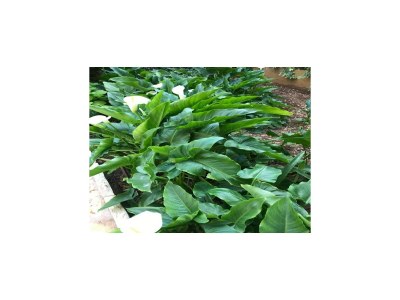 Apartment Apartments Villa Sarajevo - Two Bedroom Apartment with Terrace and Balcony - Outdoor photo 8