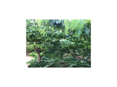 Apartment Apartments Villa Sarajevo - Two Bedroom Apartment with Terrace and Balcony - Outdoor photo 12