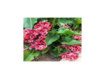 Apartment Apartments Villa Sarajevo - Two Bedroom Apartment with Terrace and Balcony - Outdoor photo 15