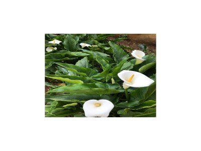 Apartment Apartments Villa Sarajevo - Two Bedroom Apartment with Terrace and Balcony - Outdoor photo 29