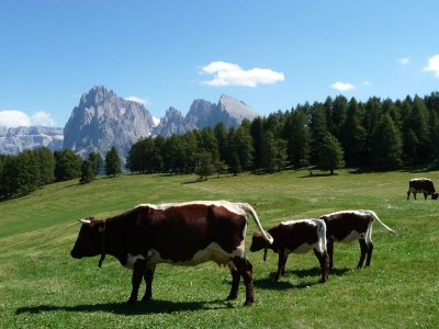 Apartment Type D. - Environment photo 19