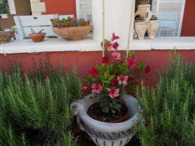 Apartment Apartments Dea & Paula - Classic Two Bedroom Apartment with Terrace - Outdoor photo 21