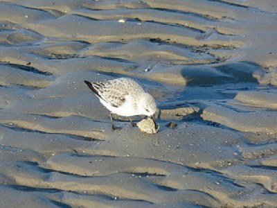 Holiday apartment Amelander Paradijs-67 - Environment photo 18