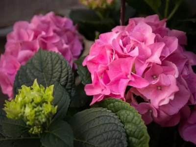 Apartment Double Room with Old town view in Dubrovnik - Apartment