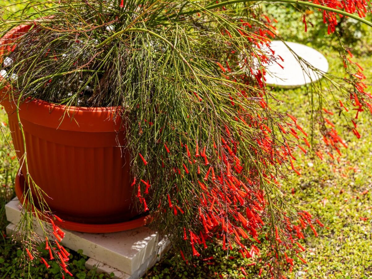 Apartment Apartment Bella Vista - Two Bedroom Apartment with Sea View - Outdoor photo 2