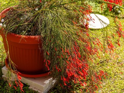 Apartment Apartment Bella Vista - Two Bedroom Apartment with Sea View - Outdoor photo 2