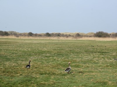 Villa Villa auf Texel nahe Strand und Naturpark - Environment photo 22