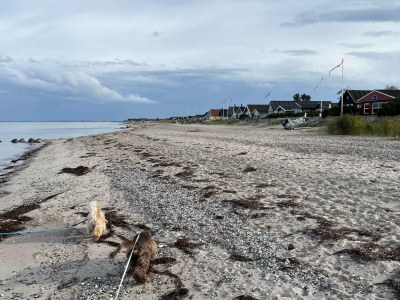 Holiday house 8 Personen Ferienhaus in Otterup - Outdoor photo 29