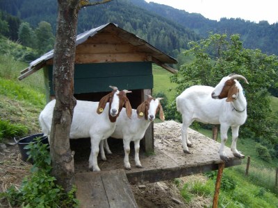 Holiday apartment Farm "Bichlgut" - Environment photo 18