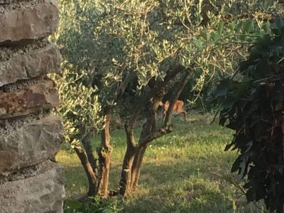 Holiday house Villa Bella - Two Bedroom House - Outdoor photo 27