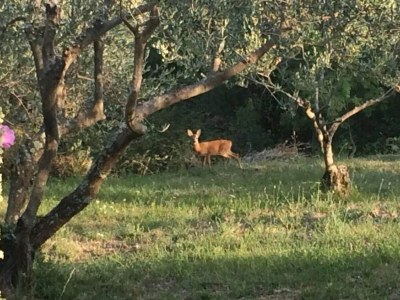 Holiday house Villa Bella - Two Bedroom House - Outdoor photo 28