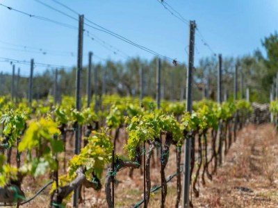 Villa Villa Jelena - Five Bedroom Villa with Swimming pool - Outdoor photo 3