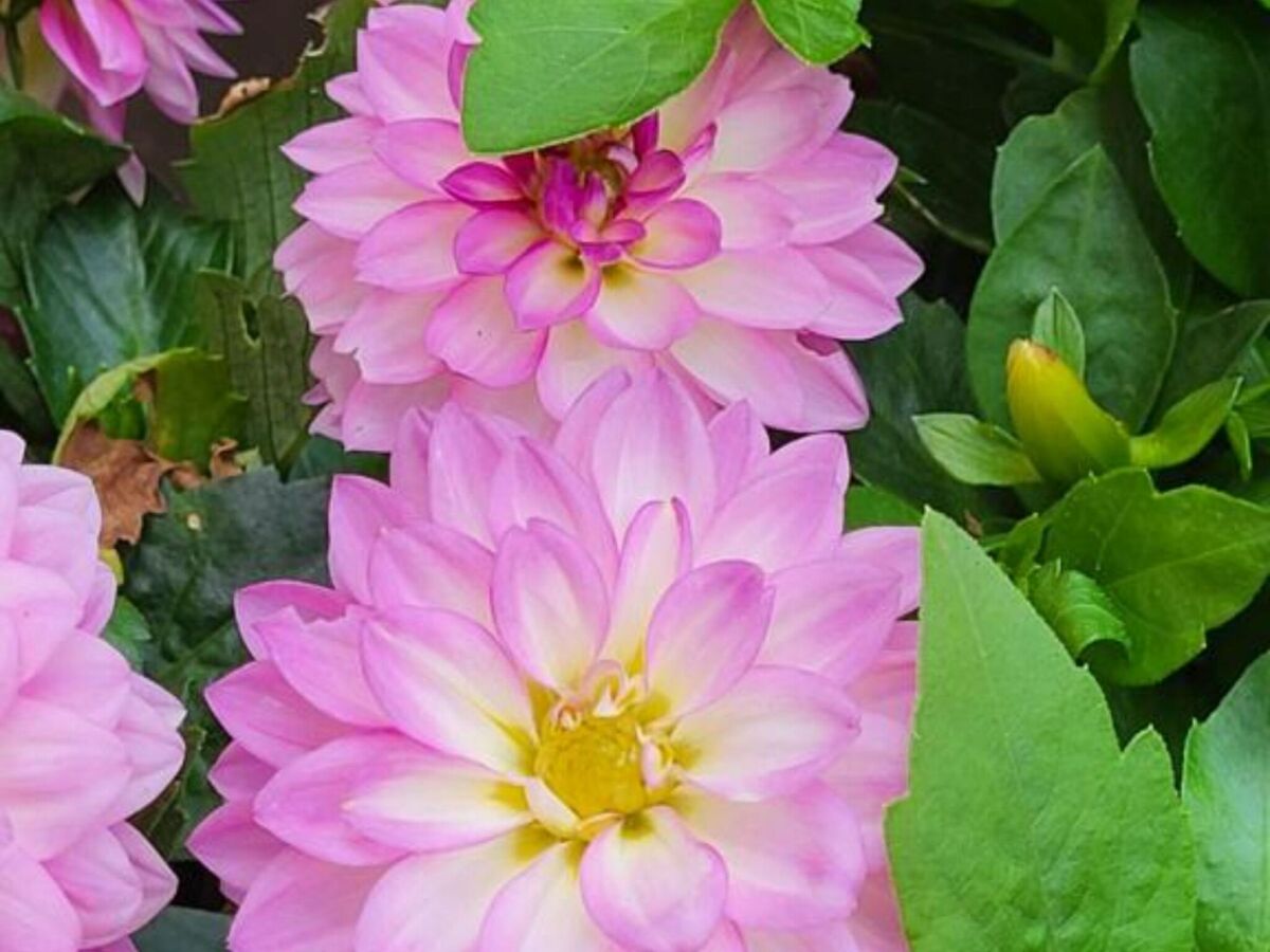 Holiday house Holiday Home with Three Bedrooms and Garden