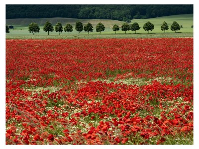 Holiday house Villa Dassel - Environment photo 31