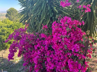 Holiday house Holiday Home in Sicily with Private Pool - Outdoor photo 36