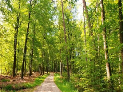 Holiday house Bauernhaus in Veluwe nahe Speulderbos - Environment photo 36