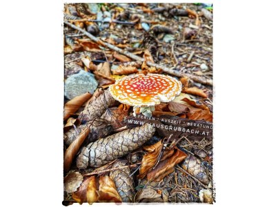 Apartment Appartement/Fewo NOAH, Dusche, WC, Terrasse - Outdoor photo 40