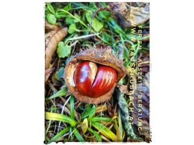 Apartment Appartement/Fewo NOAH, Dusche, WC, Terrasse - Outdoor photo 41