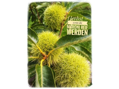 Apartment Appartement/Fewo NOAH, Dusche, WC, Terrasse - Outdoor photo 58