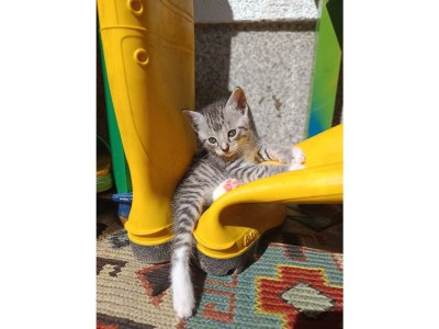 Apartment Appartement/Fewo NOAH, Dusche, WC, Terrasse - Outdoor photo 65