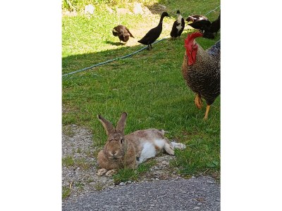 Apartment Appartement/Fewo NOAH, Dusche, WC, Terrasse - Outdoor photo 67