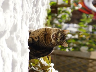 Apartment Appartement/Fewo NOAH, Dusche, WC, Terrasse - Outdoor photo 68