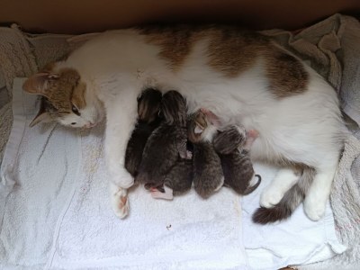 Apartment Appartement/Fewo NOAH, Dusche, WC, Terrasse - Outdoor photo 77