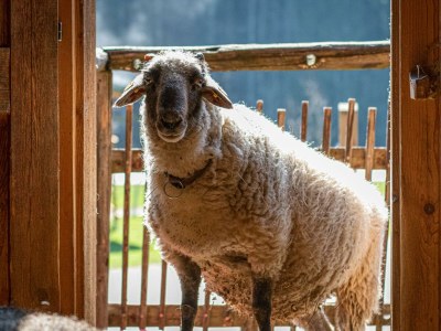 Apartment Ferienwohnung, Bad, WC, Küche, Balkon - Outdoor photo 18