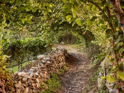 Apartment Weinberg Chalet Steindlgut - Environment photo 40