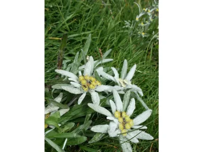 Holiday room Zimmer 2 Stronachkogel - Outdoor photo 7