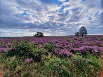 Holiday house Bauernhaus in Veluwe am Speulderbos - Environment photo 15