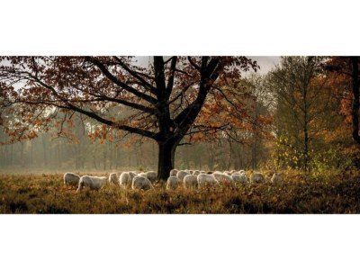 Holiday house Bauernhaus in Veluwe am Speulderbos - Environment photo 30