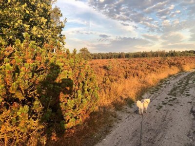 Holiday house Pets Welcome, Veluwe Farmhouses for All - Environment photo 33