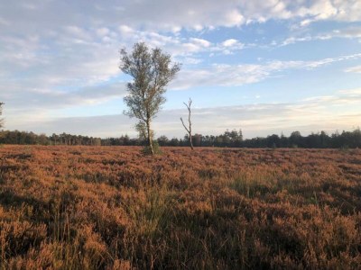 Holiday house Pets Welcome, Veluwe Farmhouses for All - Environment photo 40
