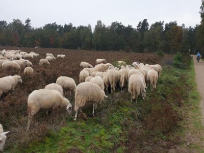 Holiday house Pets Welcome, Veluwe Farmhouses for All - Environment photo 43