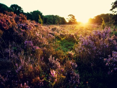 Holiday park Wellness-Refugium in Drenthe - Environment photo 11