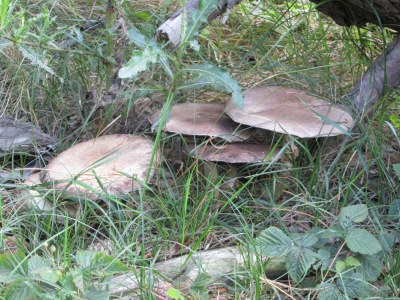 Holiday house Dolfijn - Outdoor photo 24